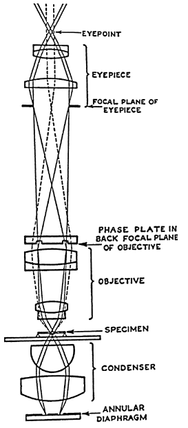 phase contrast microscope